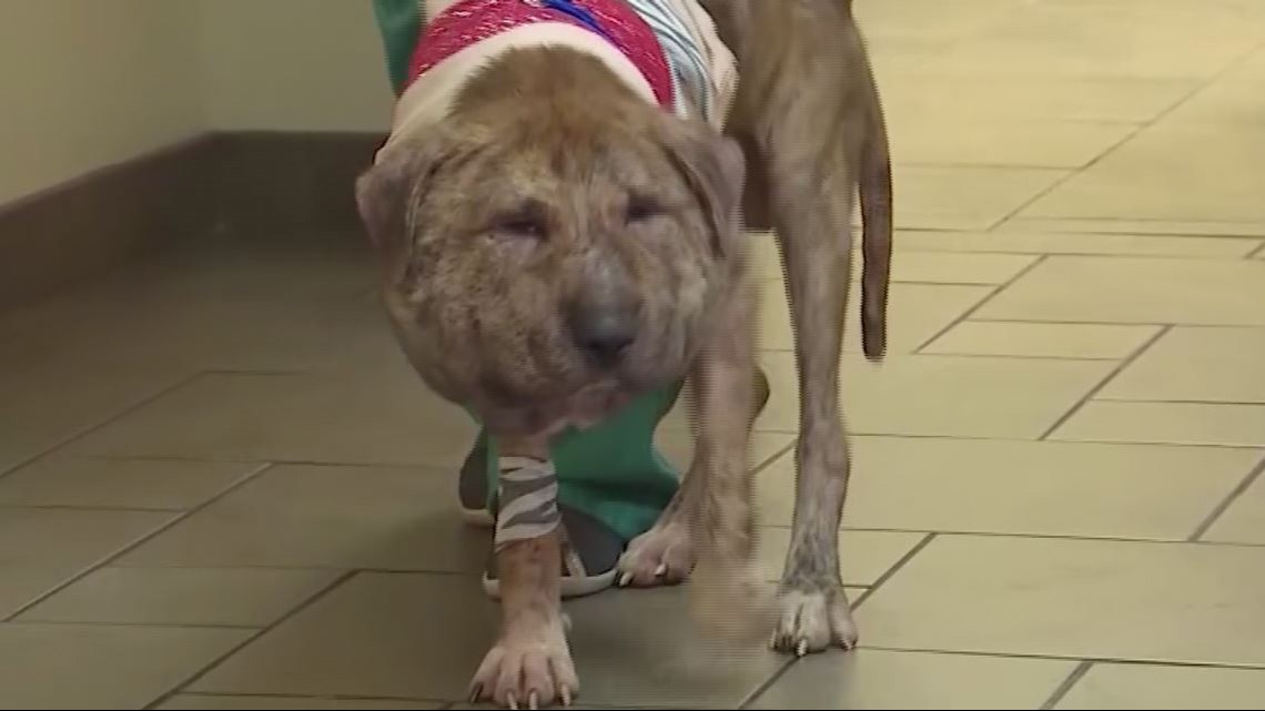 Abused Dog with 25 Pellets in His Body and Shoelace Tied Tightly