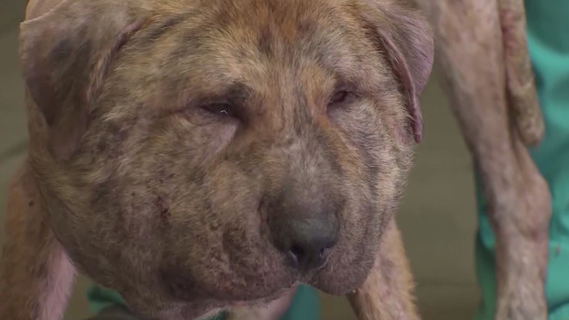 Abused Dog with 25 Pellets in His Body and Shoelace Tied Tightly