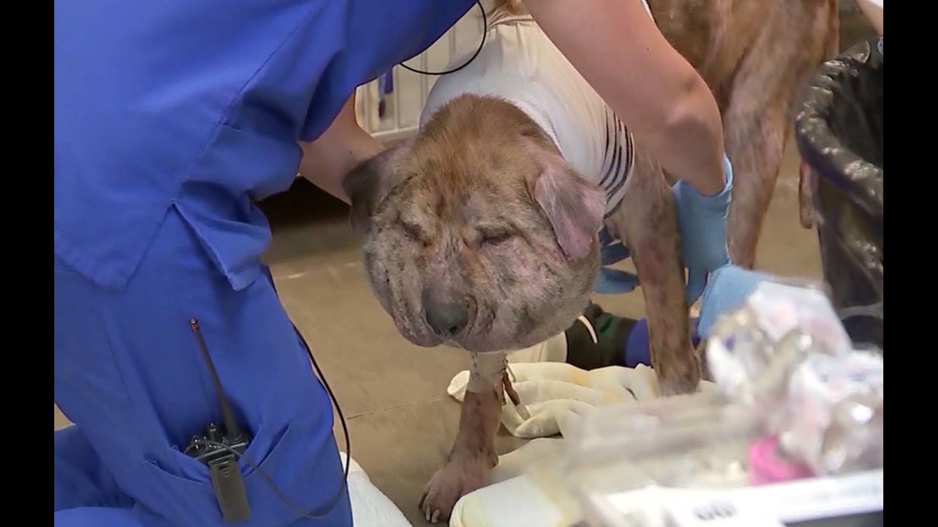 Dog with shoestring embedded in his neck loves being spoiled by new