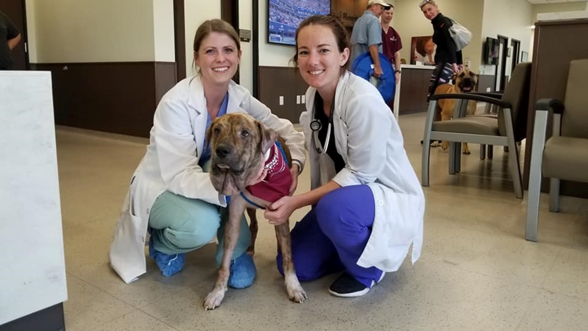 Dog with shoestring embedded in his neck loves being spoiled by new