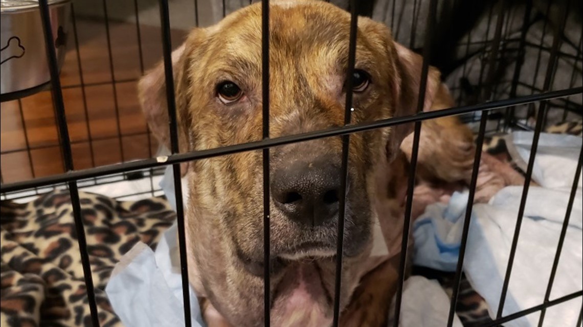 Dog with shoestring embedded in his neck loves being spoiled by new