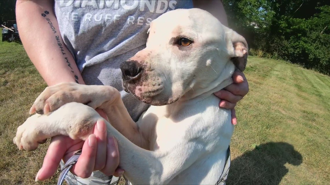 Dogs rescued from Bootheel, Missouri pound recover in St. Louis - Vimarsana News