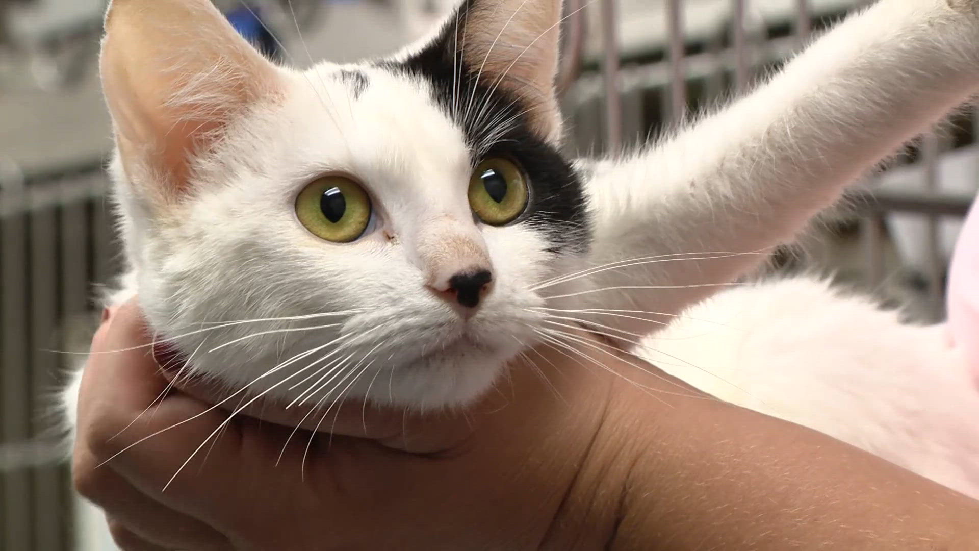 Two kittens recovering after being thrown from vehicle, covered in what shelter believes was bleach