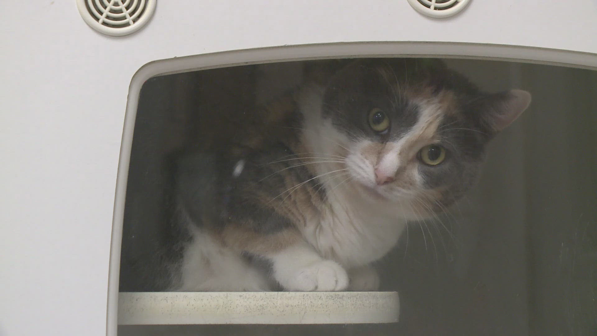 In 2022, the Animal Protective Association took over the Olivette shelter after reports of poor conditions. Now it's going back into the hands of St. Louis County.