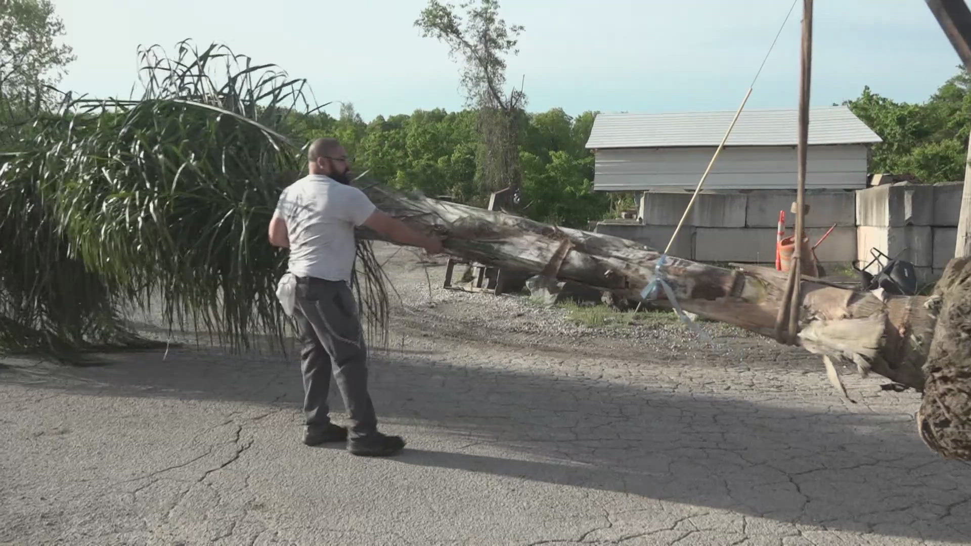 Tropical trees, stored in a heated warehouse over winter, brighten up St. Louis each spring.