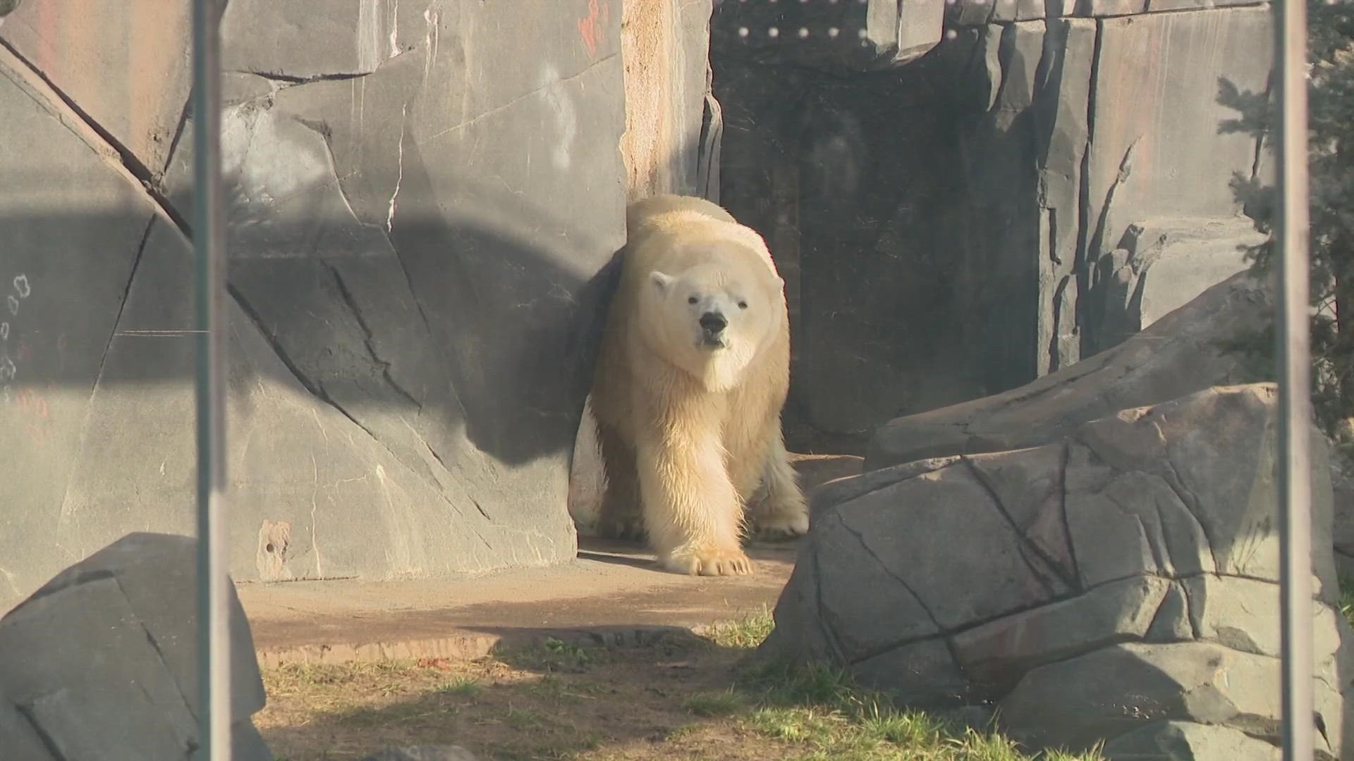 Kali's home in the Saint Louis Zoo has been open since 2015. He is an orphaned polar bear from Alaska.