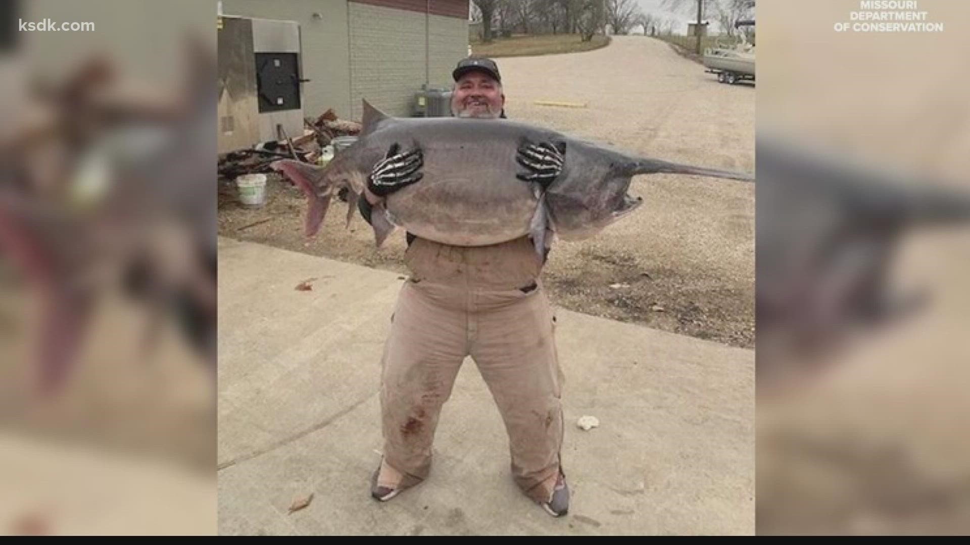 Dain said it took at least 20 minutes to get the 140-pound, 10-ounce paddlefish into the boat.