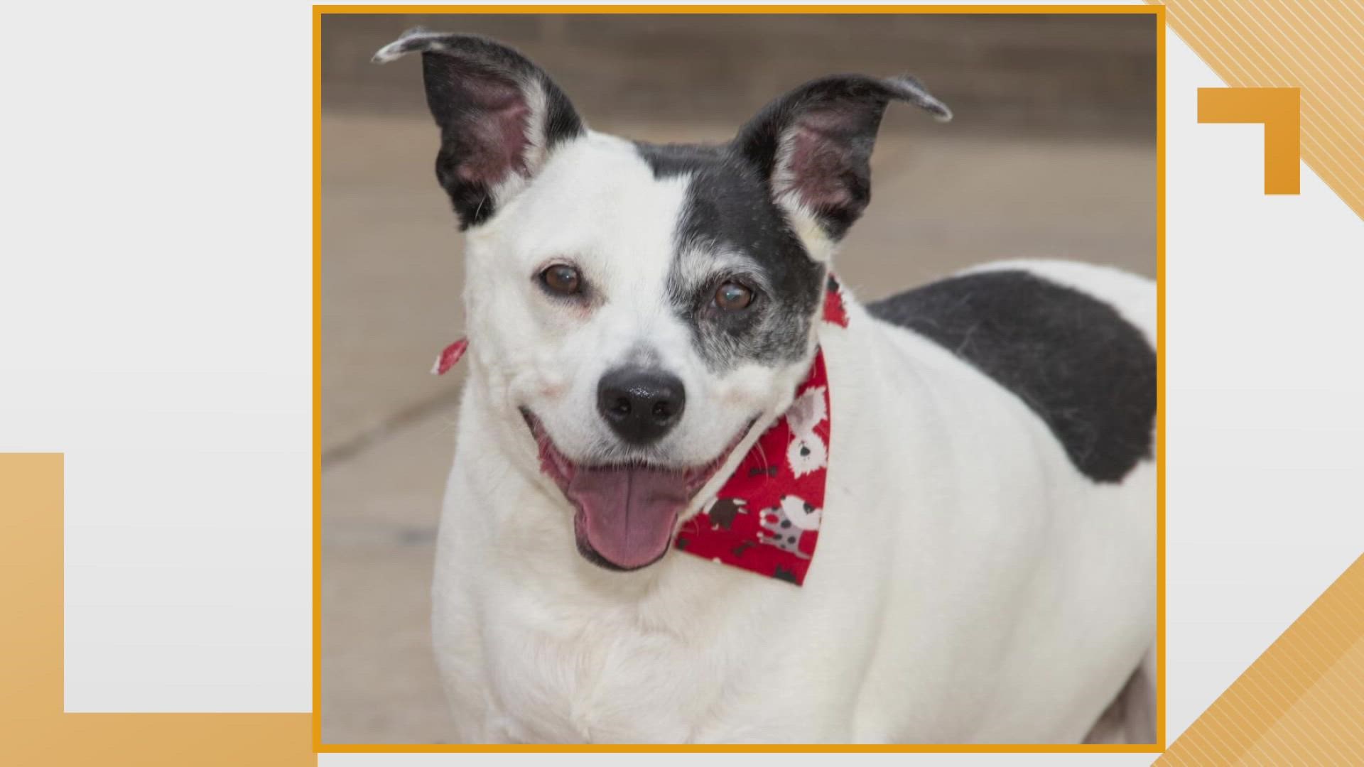 Sammy's Stars: Aug. 24, 2022 | ksdk.com