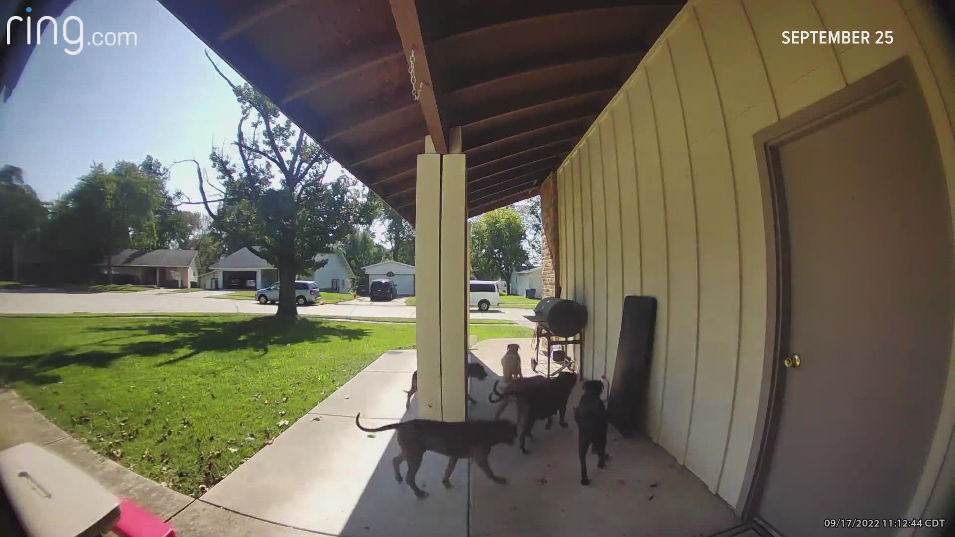 A 7-year-old girl was playing in her front yard in Florissant when she said a pack of wild dogs came charging at her and bit her.