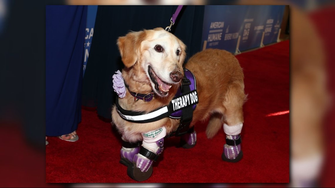 Arizona quadruple amputee dog, Chi Chi, named 2018 most heroic dog