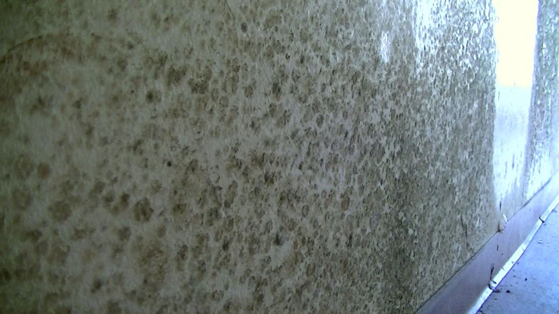 Tenants lived in mold infested building for months; were never told ...