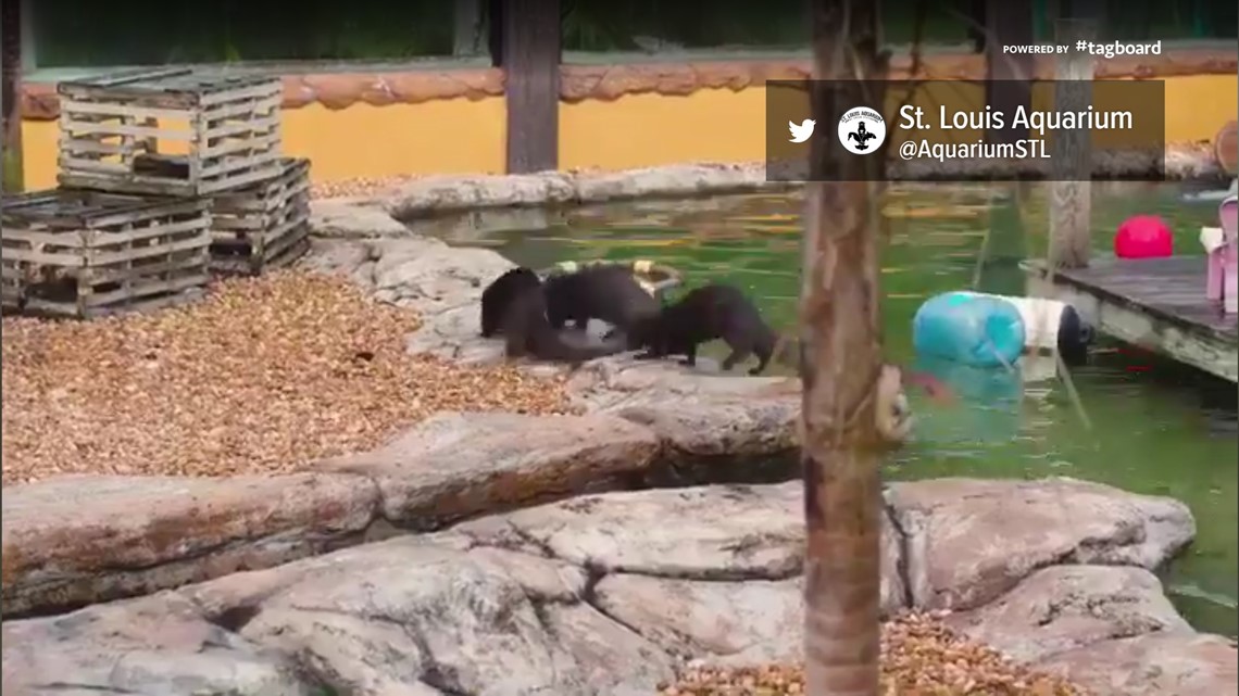 St. Louis Aquarium gets otters from Florida