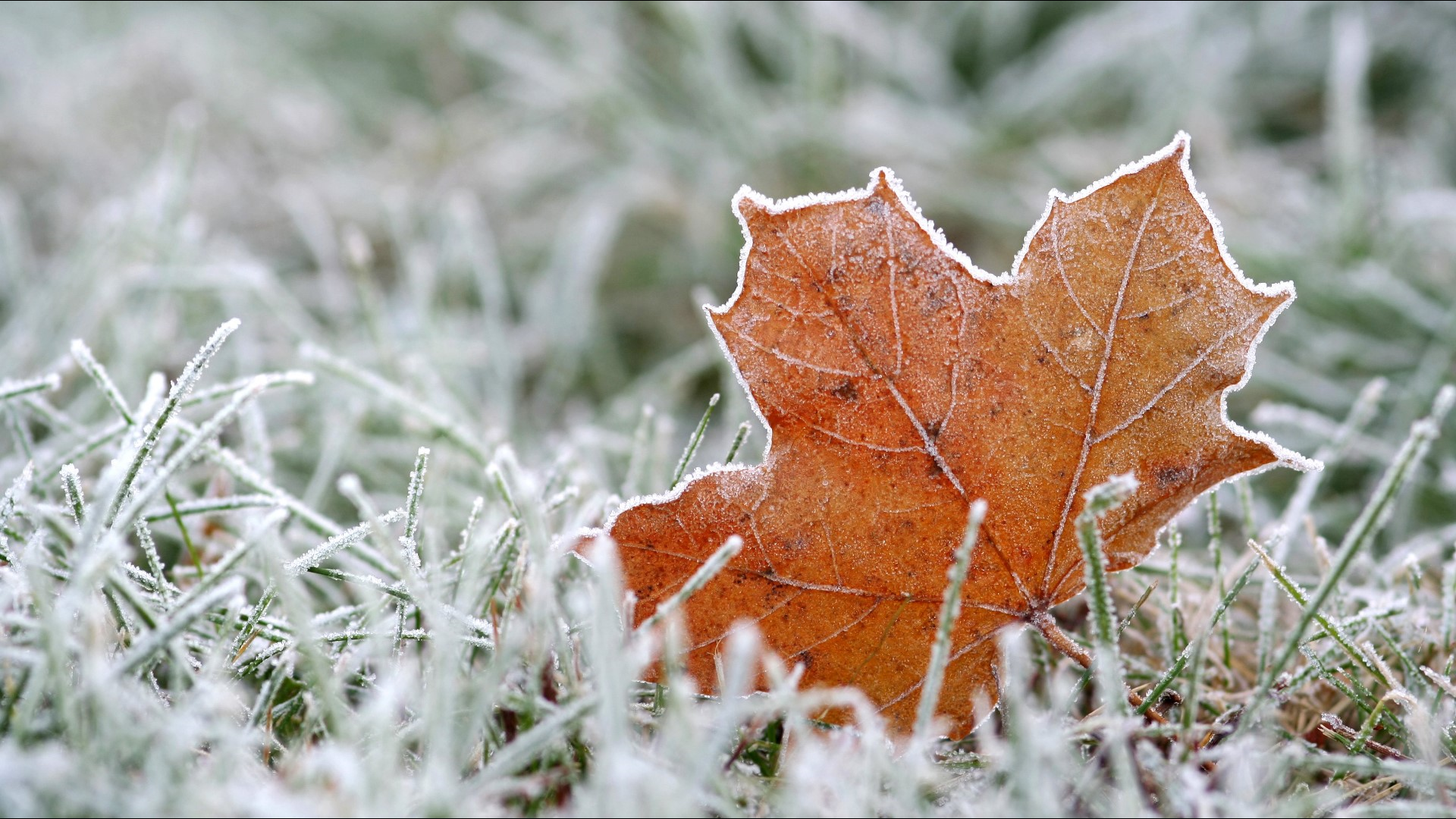 Potential sub-freezing temperatures may impact freshly planted, unprotected plants, the National Weather Service said.