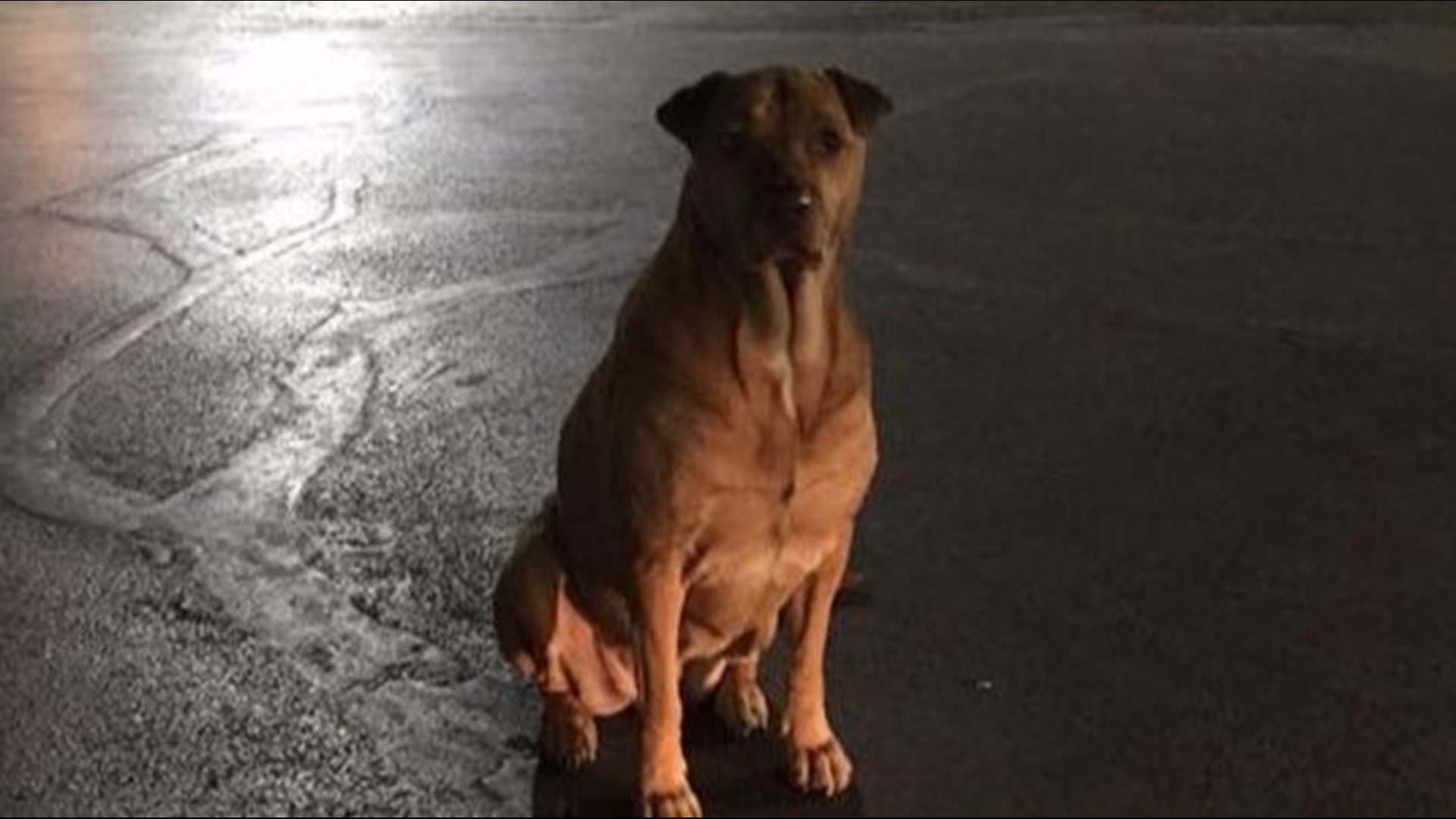 'Gold digging' dog pretends to be stray to get food from Okla. McDonald