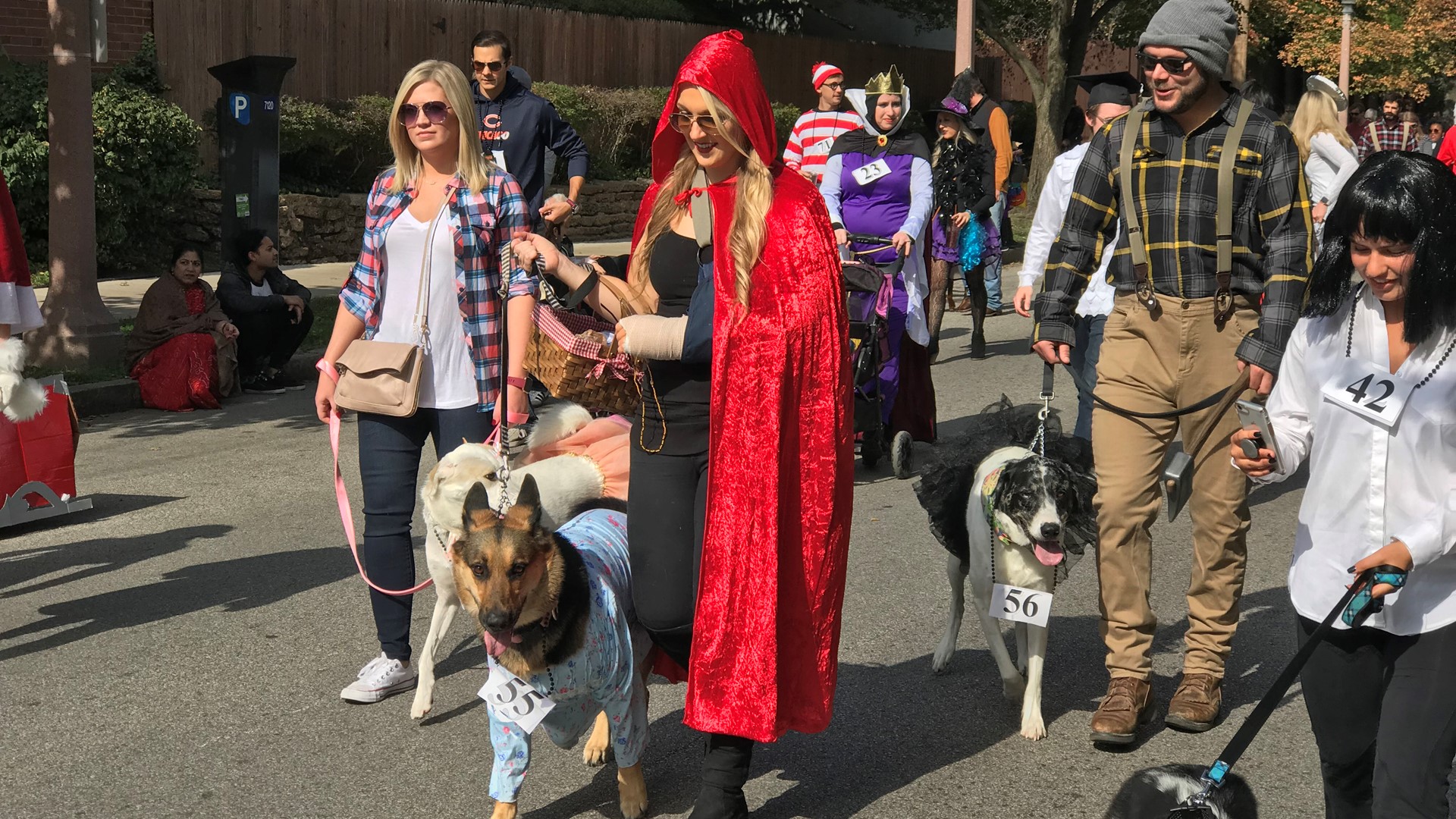 PHOTOS Dog costume parade in the Central West End