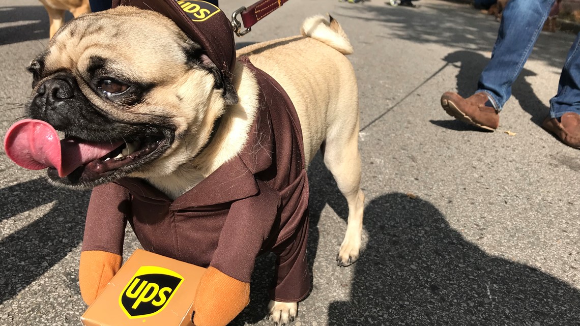 PHOTOS Dog costume parade in the Central West End