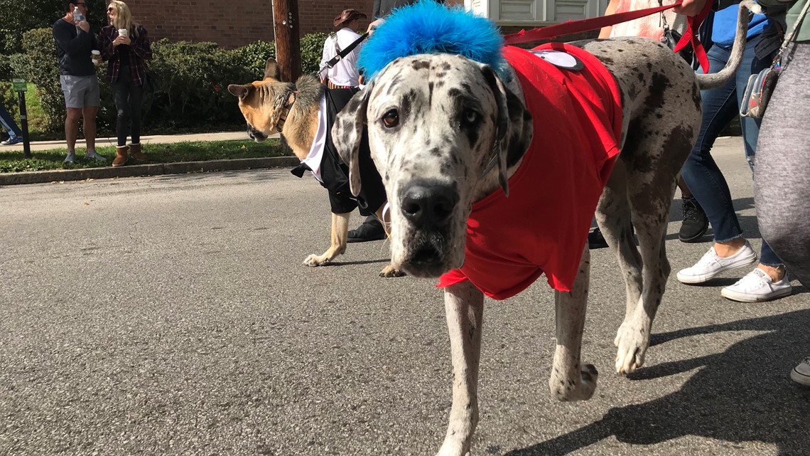 PHOTOS Dog costume parade in the Central West End
