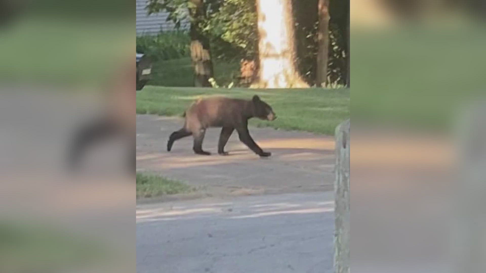 Several people have seen a black bear cub in Ballwin. The Department of Conservation believes this is the same bear seen earlier this week in Eureka.