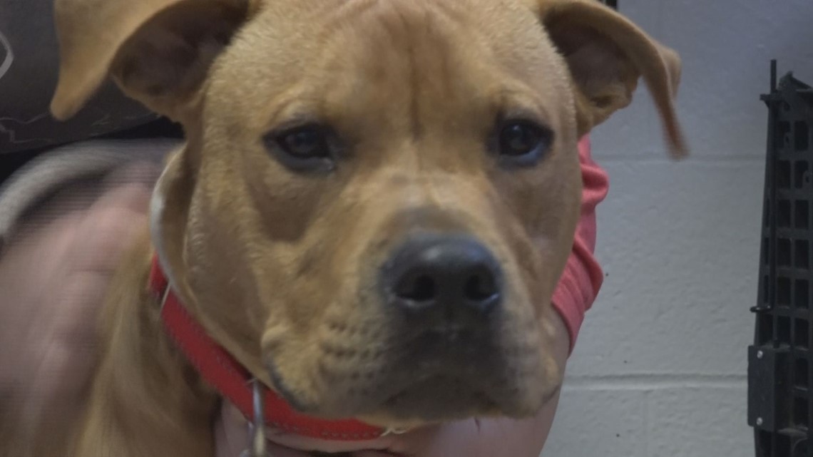 St. Louis shelter encourages you to foster a dog this Thanksgiving