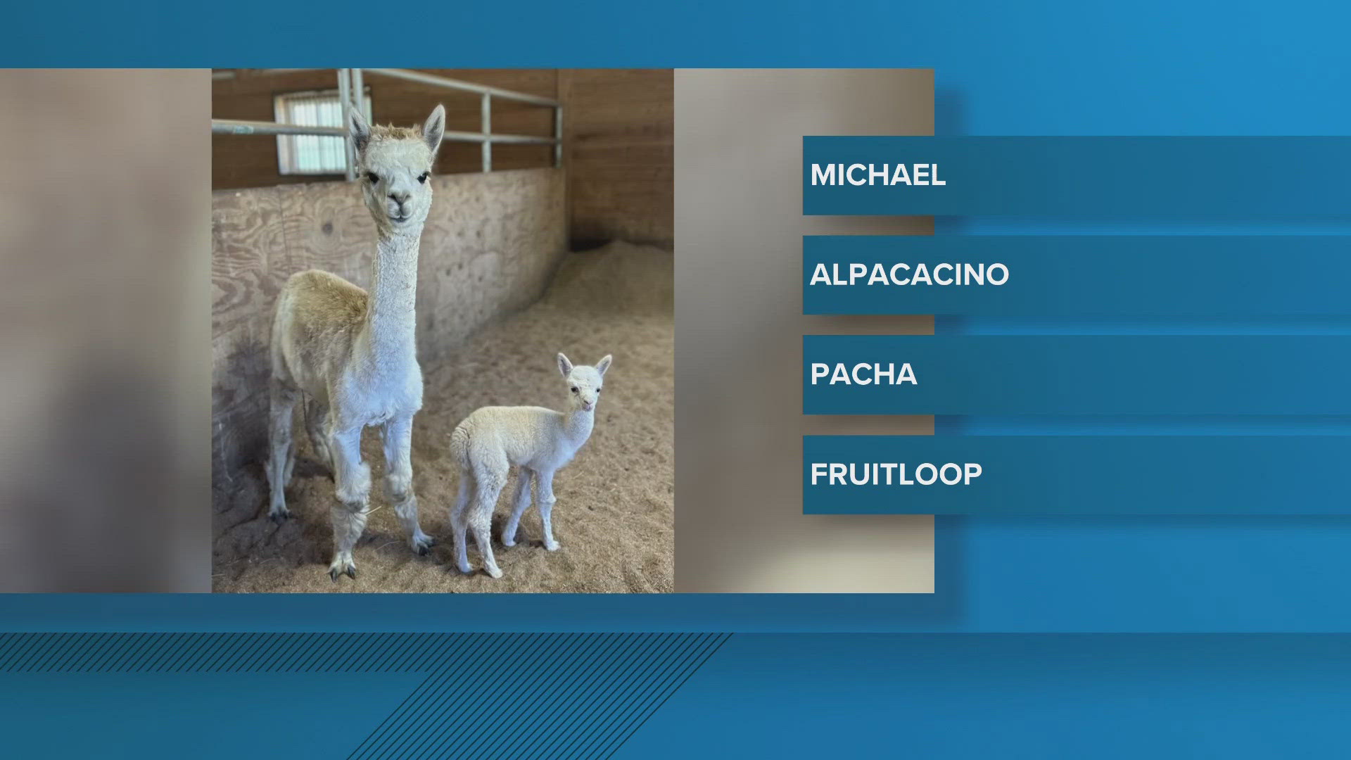 An Alpaca gave birth just hours after arriving at the Longmeadow Rescue Ranch last month.
Now the ranch wants your help to name the baby boy!