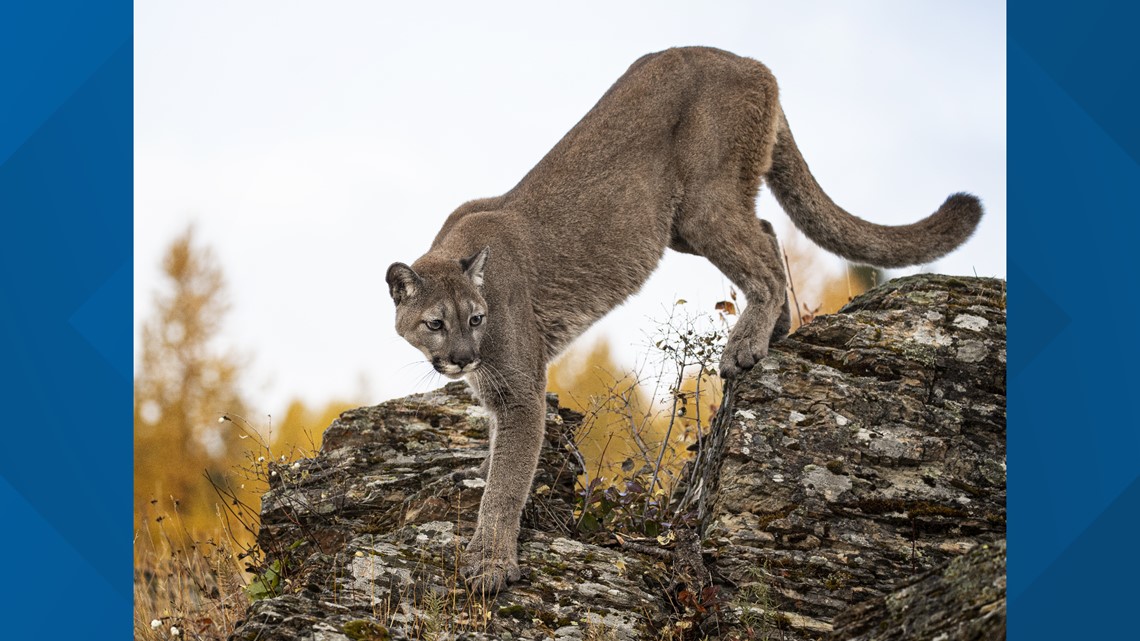 Mountain lion sighting possible in Bethalto, Illinois