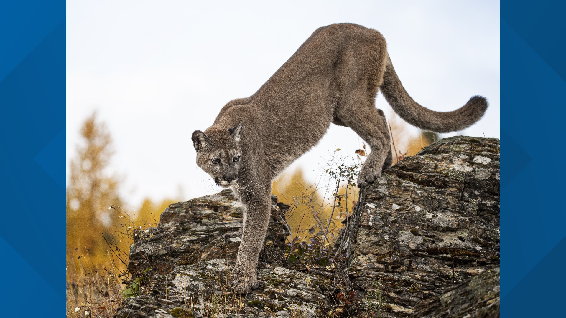 Mountain lion sighting possible in Bethalto, Illinois | ksdk.com