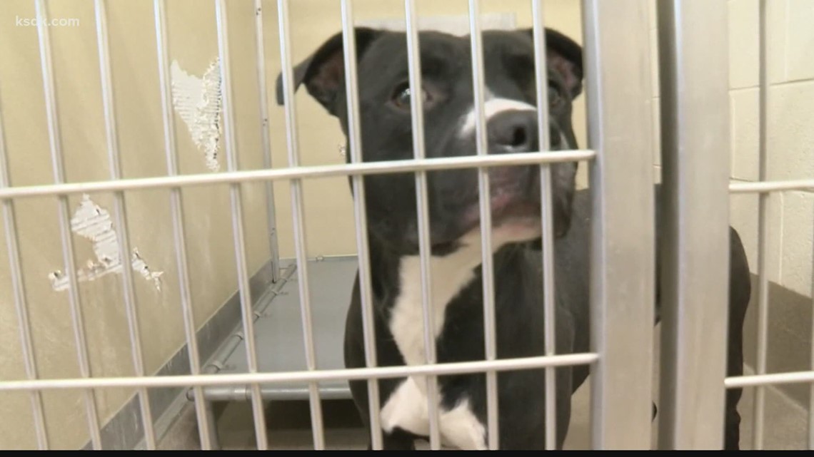 St. Louis foster homes needed for homeless pets due to evictions | ksdk.com