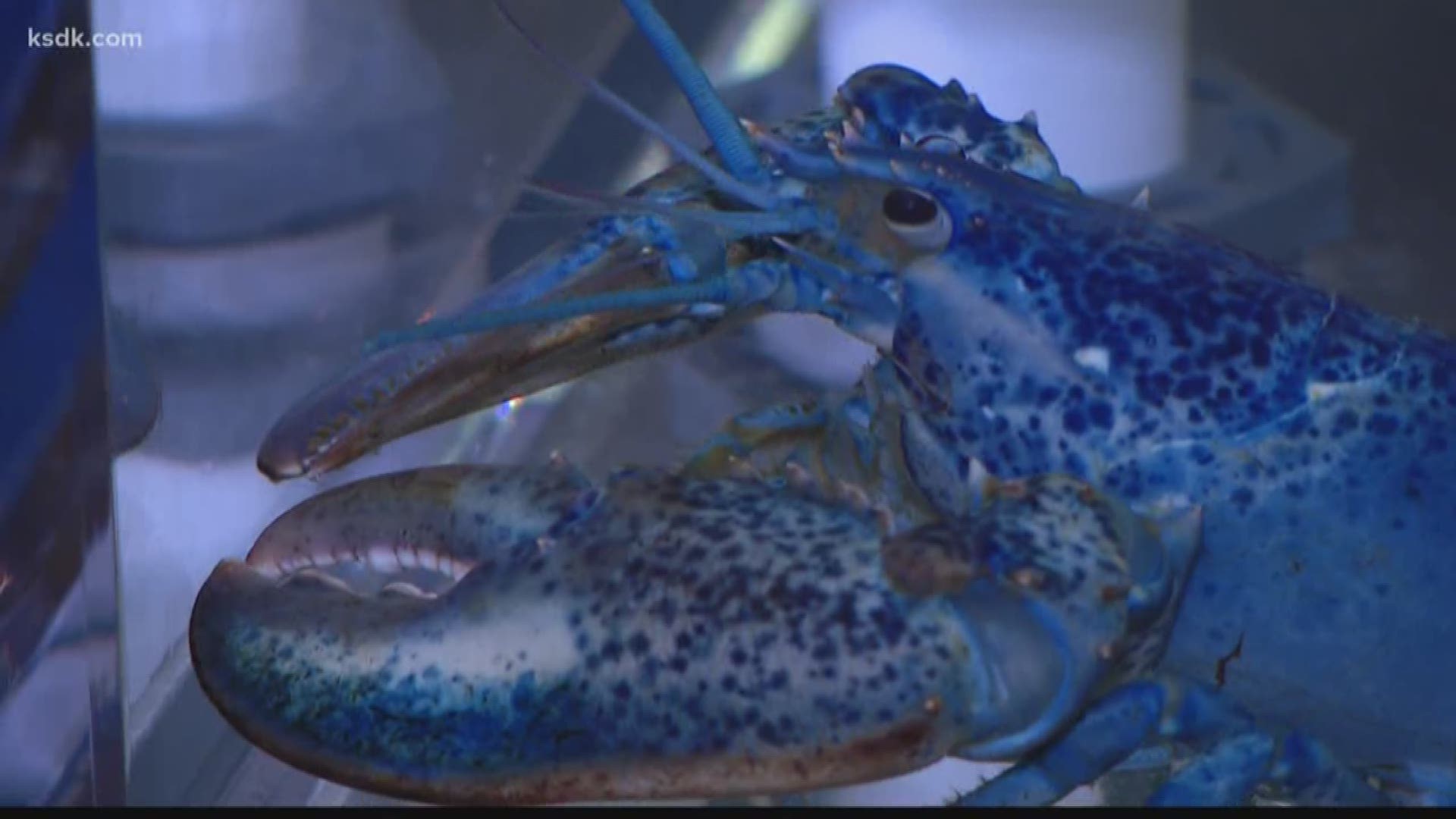 The rare blue lobster donated from a Cape Cod restaurant in honor of the Blues' Stanley Cup win arrived in St. Louis on Friday.