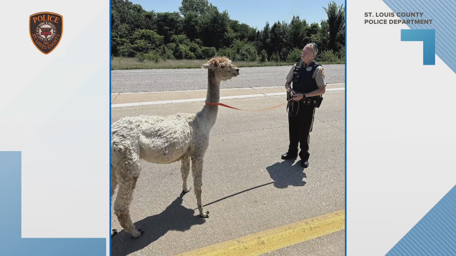 St. Louis County police came to the rescue when an alpaca was spotted strolling along a median on Highway 367. The department joked that no tickets were issued.