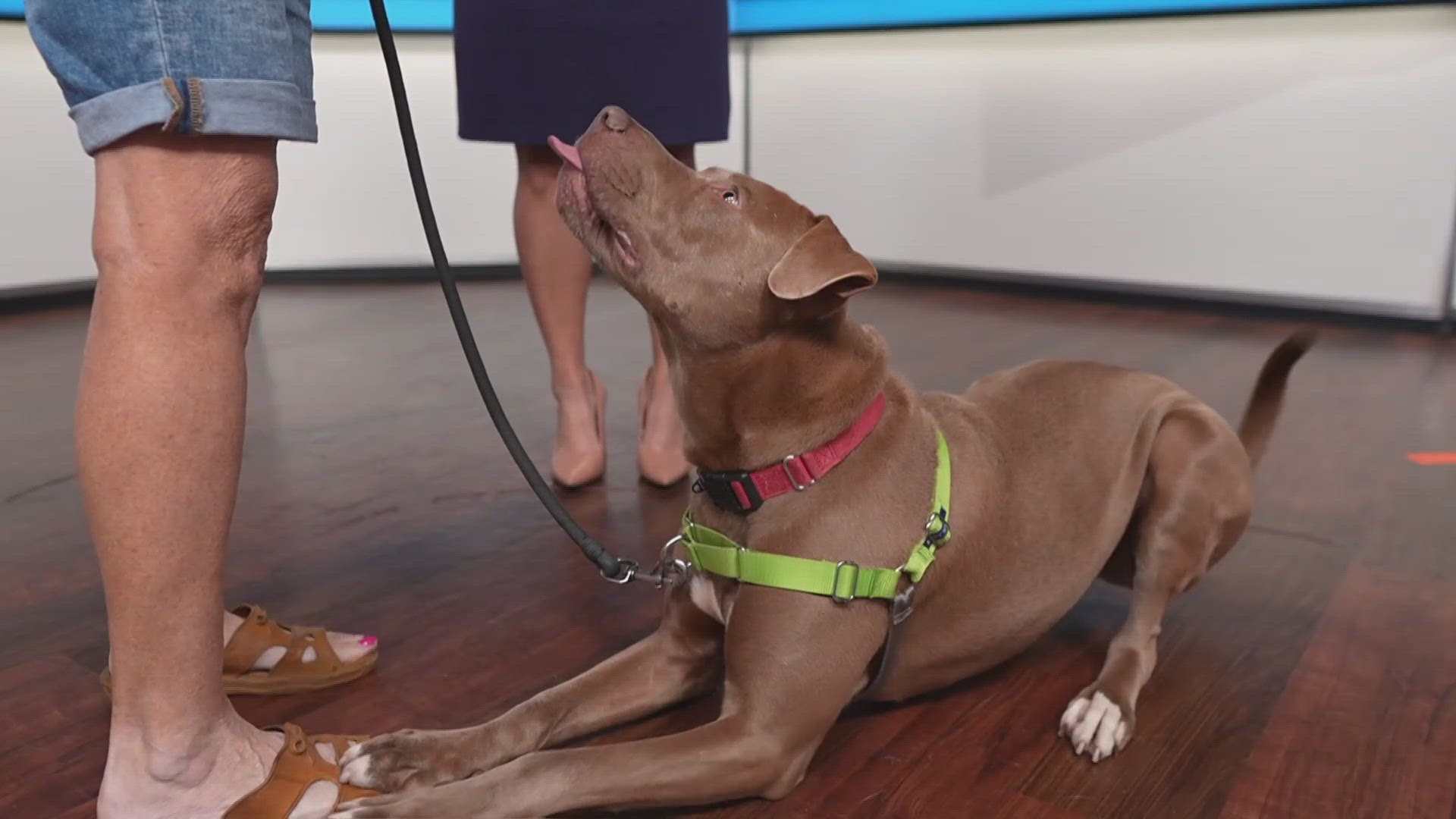 Sammy's Stars features pets for adoption and pets at home weekdays on Today in St. Louis. We have good news about an adoption and want to introduce Taj!