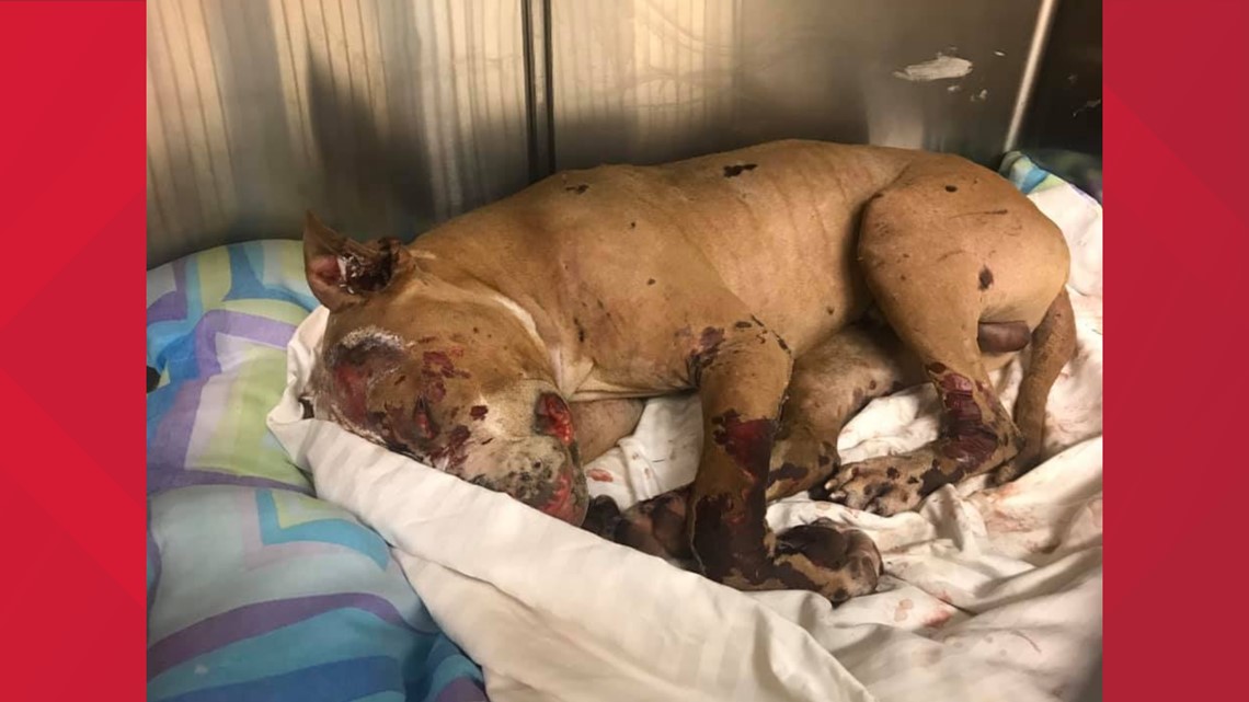 KSDK News | Freedom the dog passes away | ksdk.com