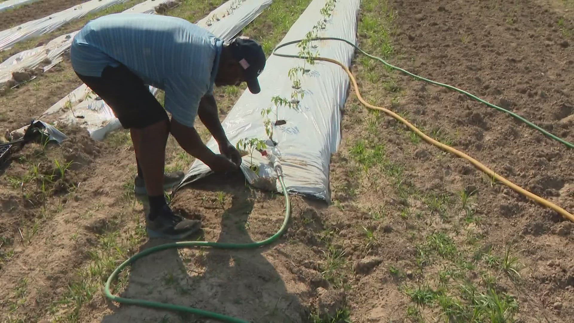 Parson declared a drought alert for 60 Missouri counties on May 31.