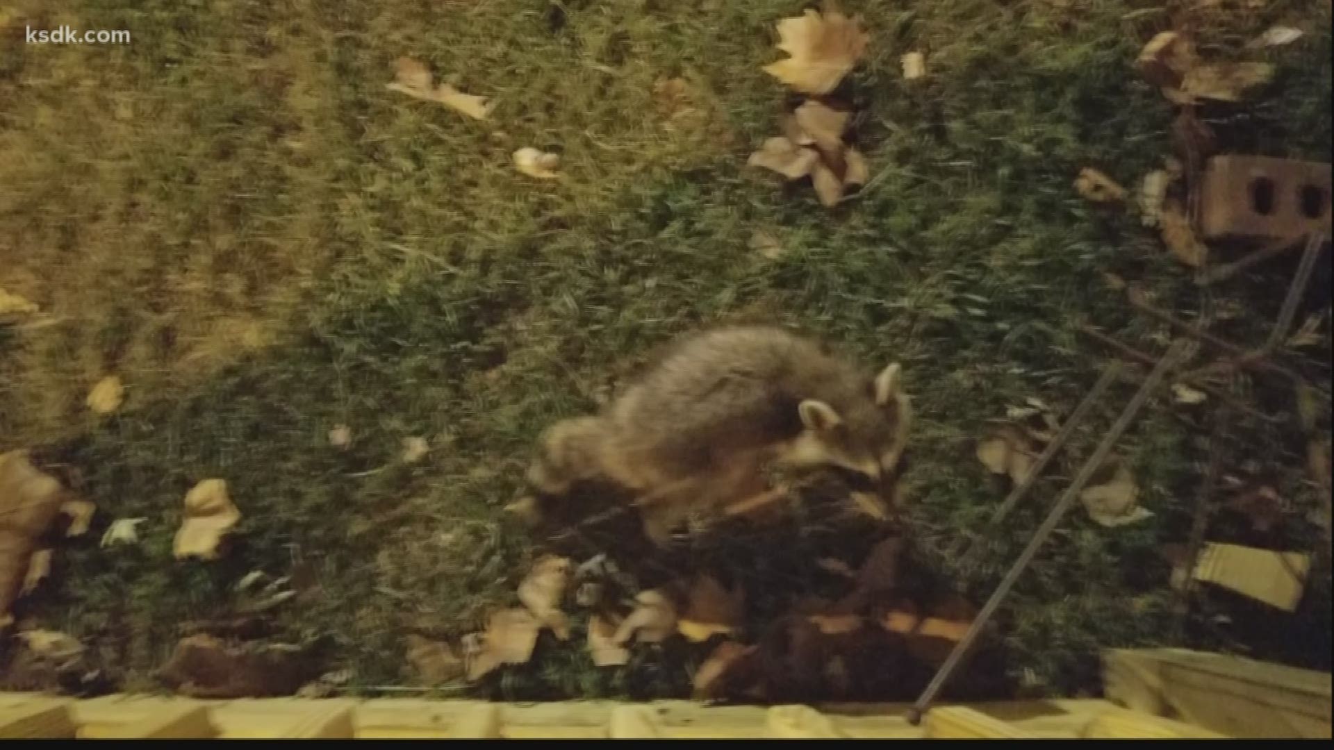 Belleville police forced to kill raccoons