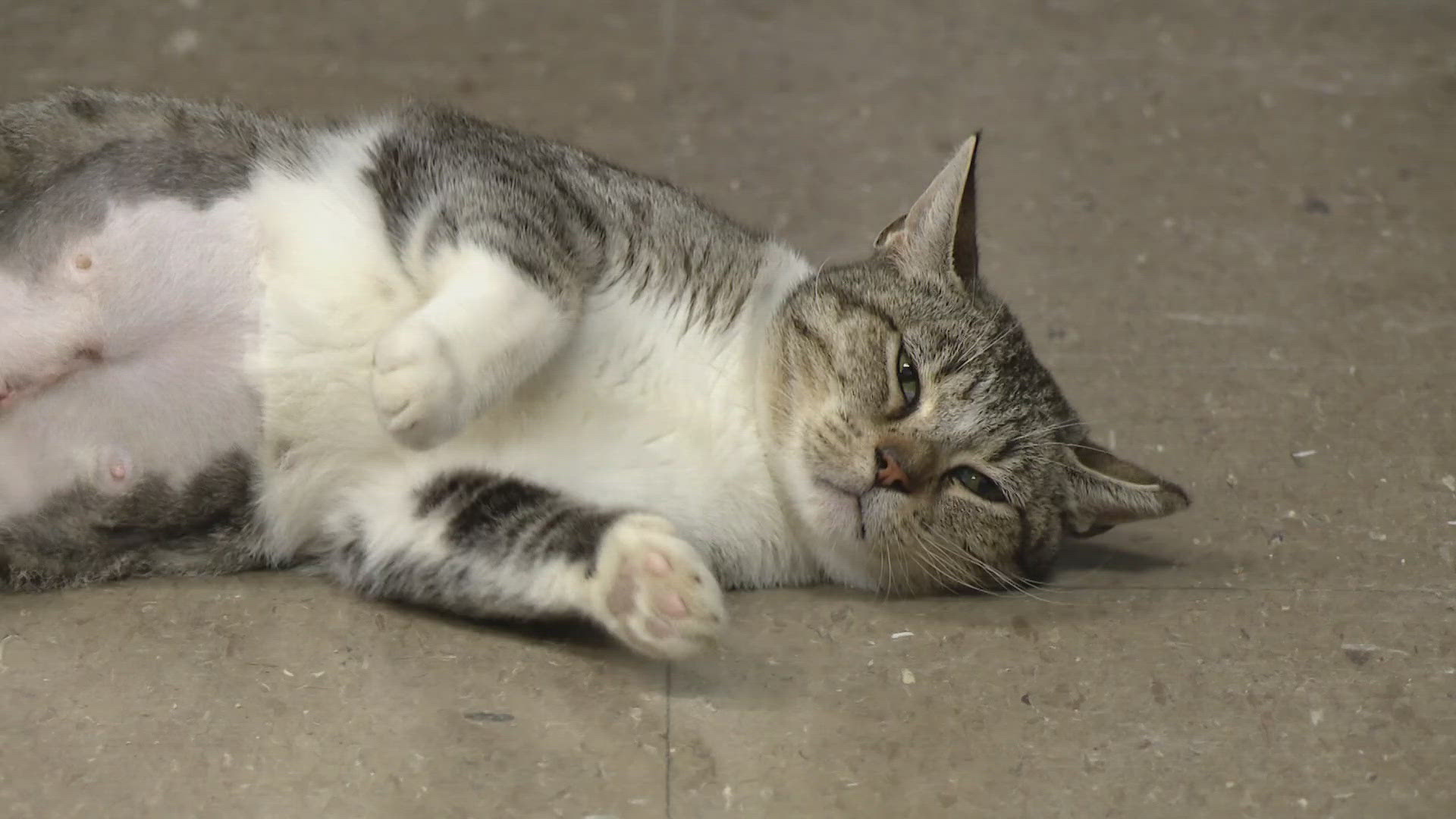 Both seniors and animals are sweating it out in the Metro East after their air conditioning units went on the fritz.