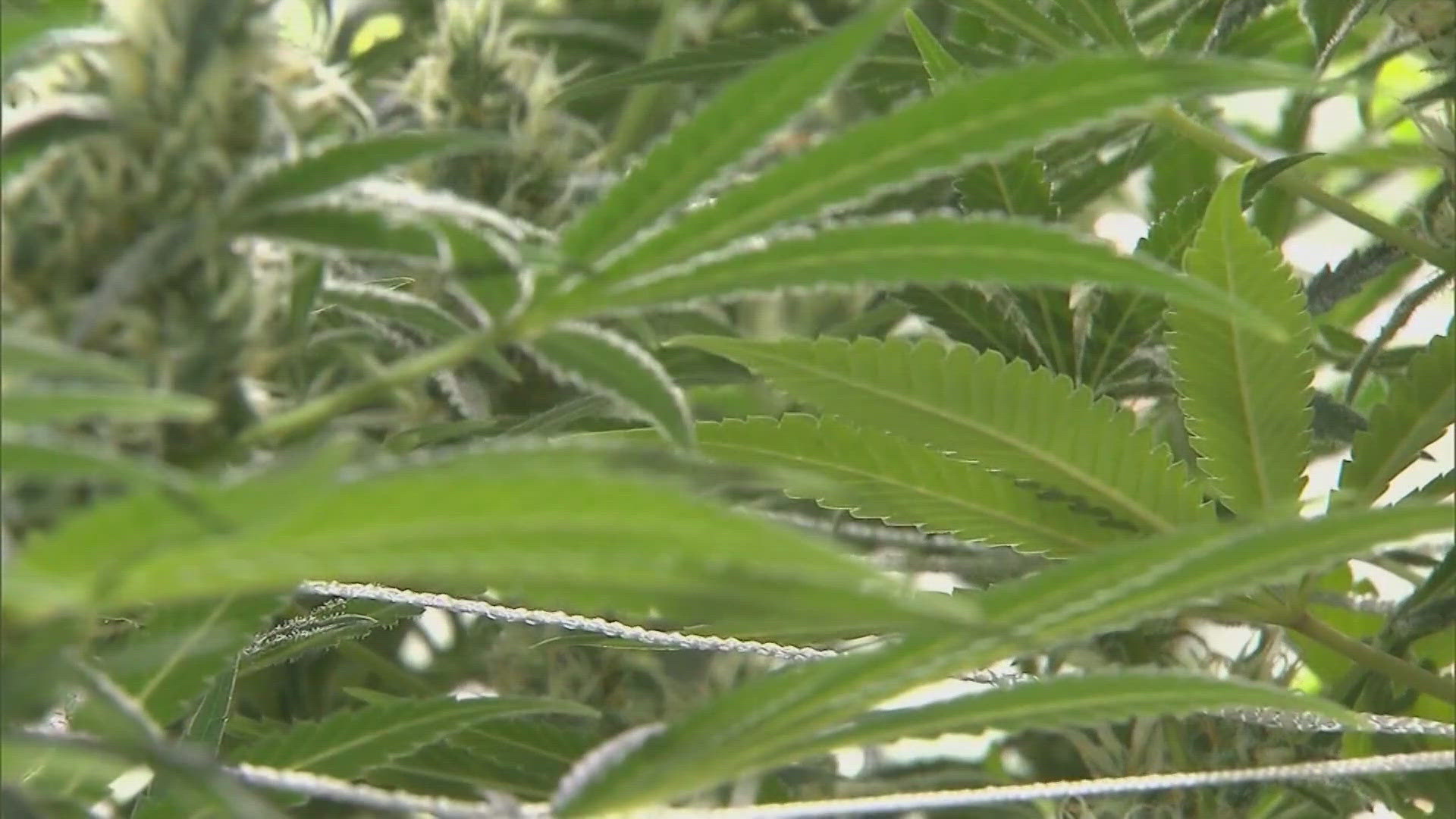 Banning Marijuana dispensaries will be on the ballot in Olivette and Des Peres