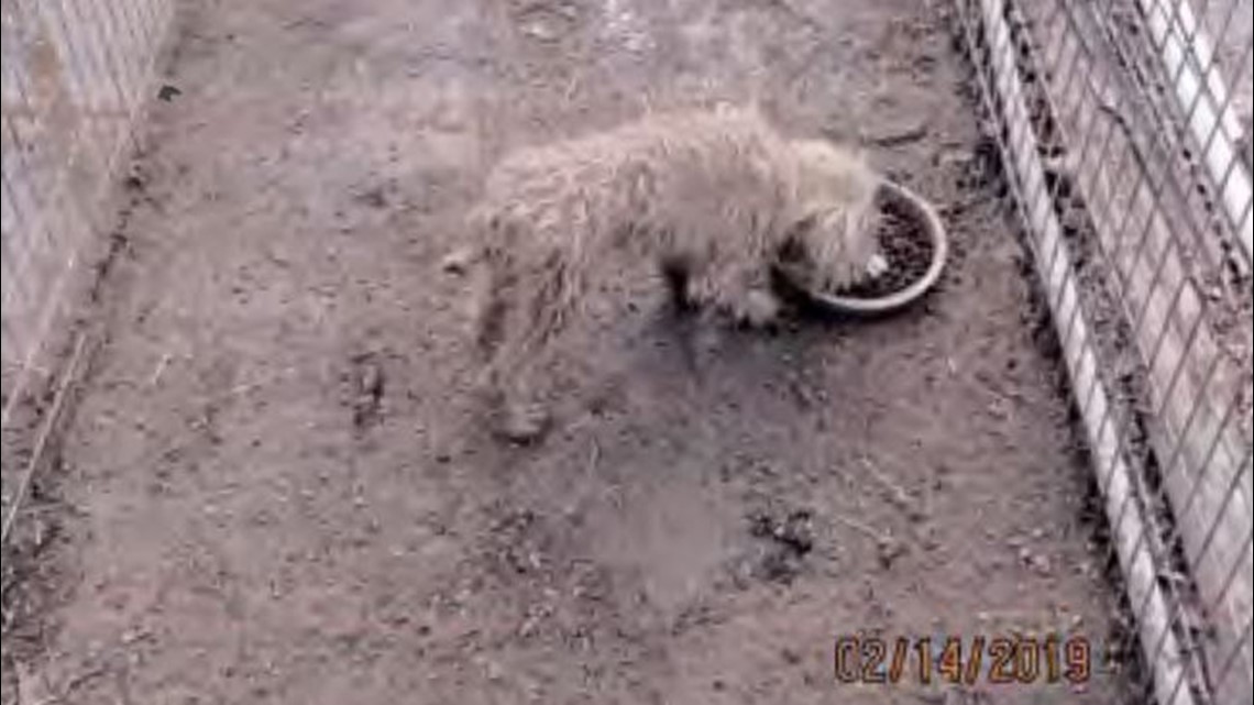 Missouri dog breeder charged with animal cruelty