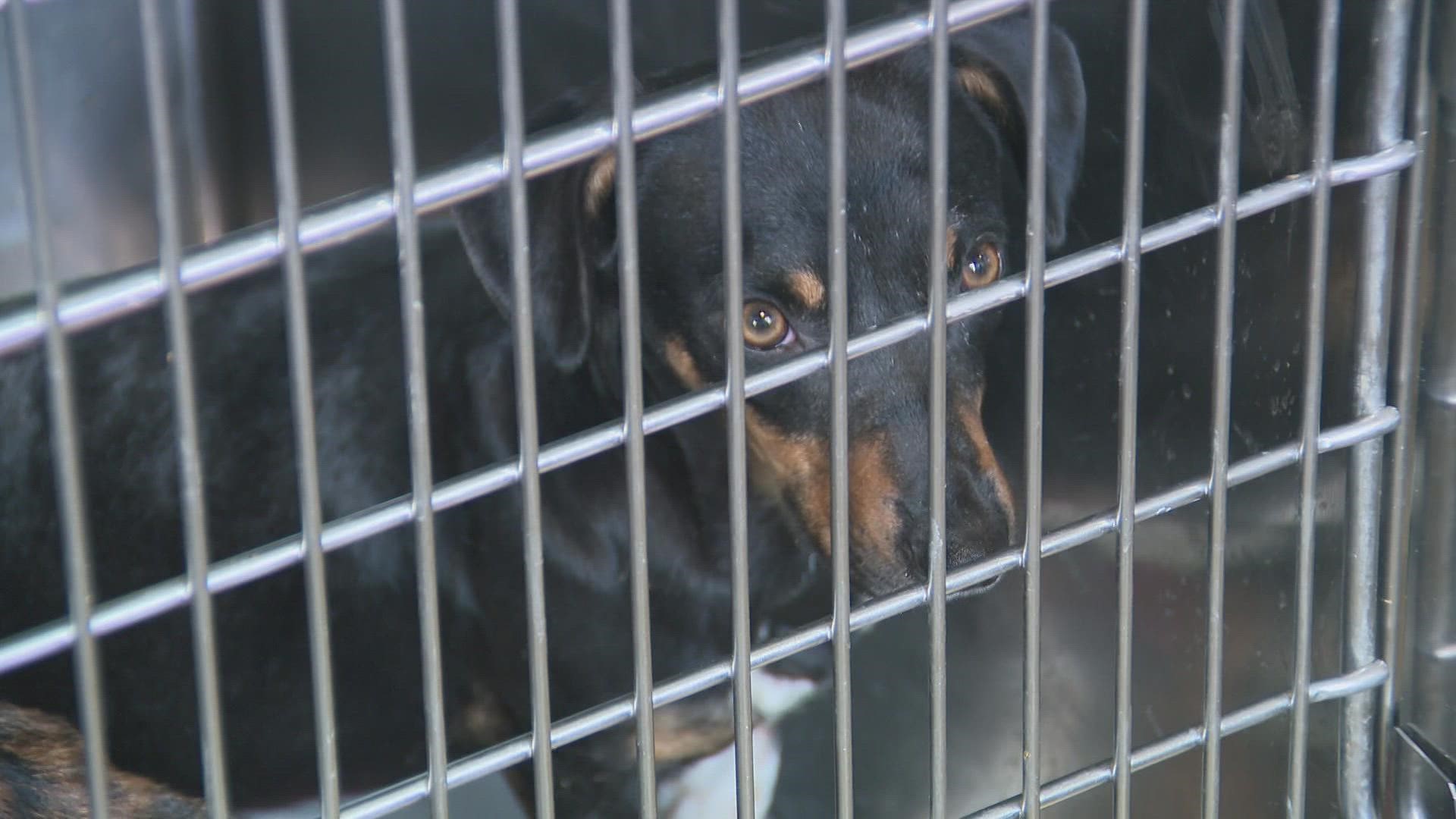 Dogs rescued from deplorable conditions in Franklin County 