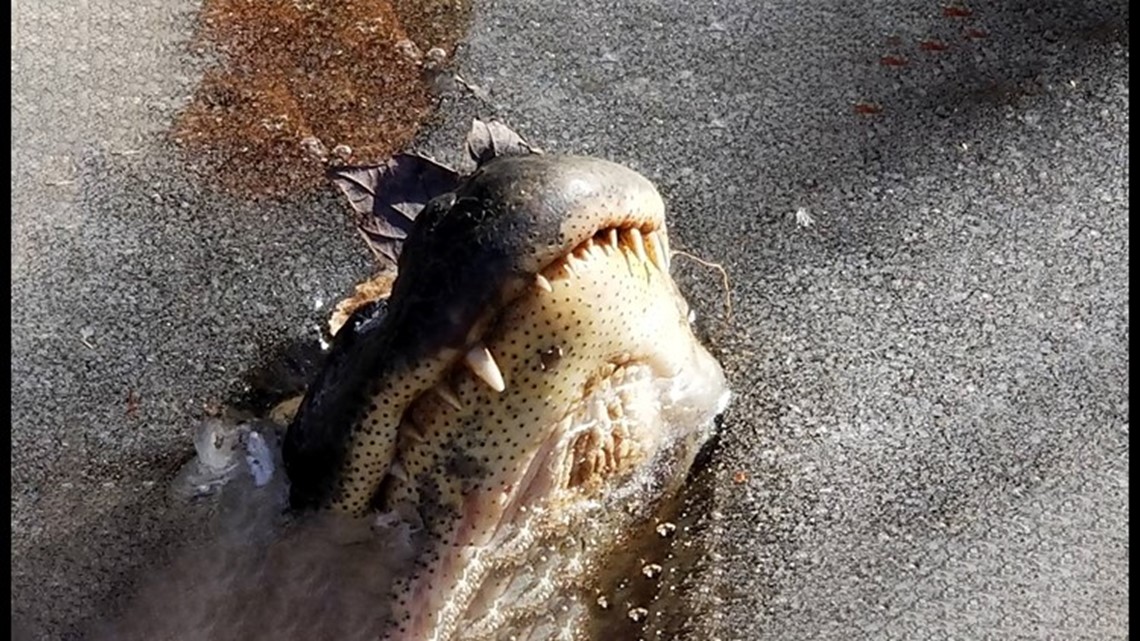 Alligators freeze in NC swamp with noses above ice