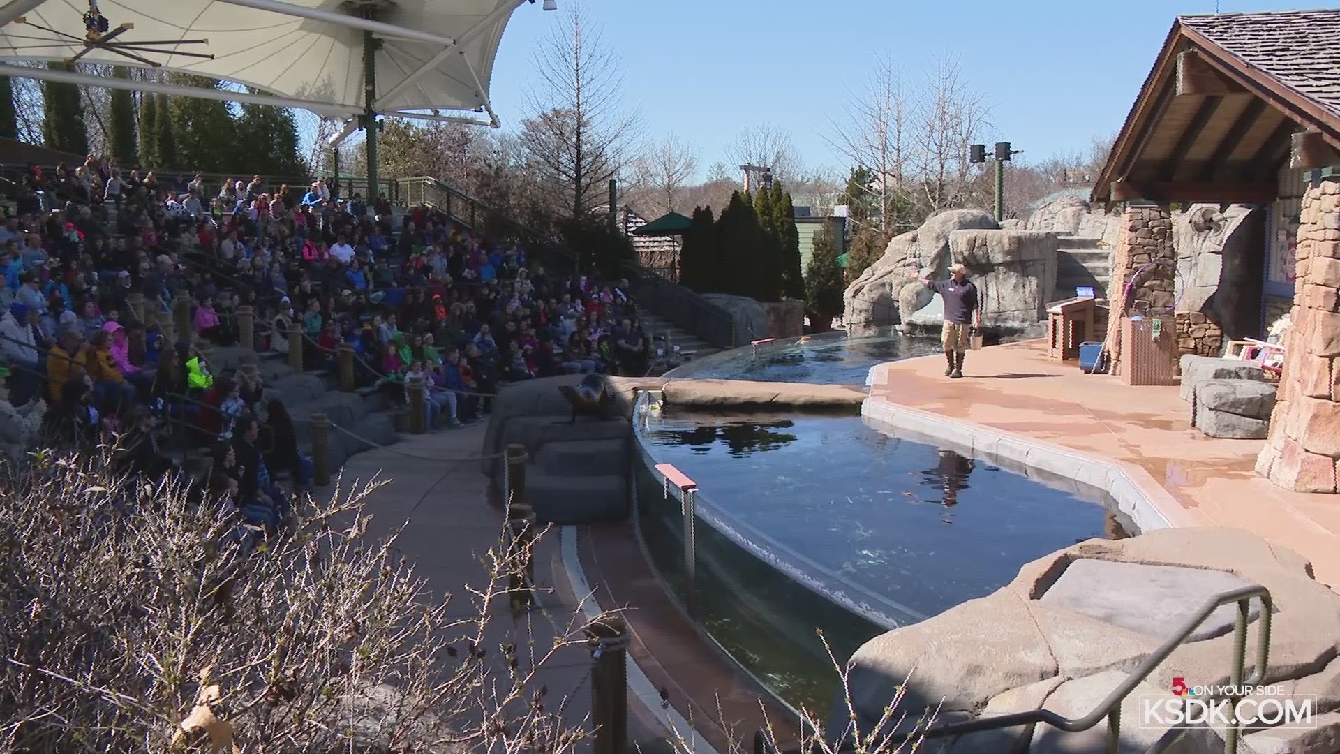 The sea lions perform several tricks, including high jumps and flipper walks at the Saint Louis Zoo.