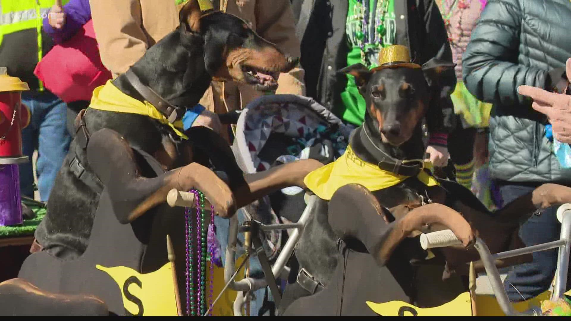 The Purina Pet Parade and Tito’s Wiener Dog Derby are set to kick off Mardi Gras celebrations on the right foot this weekend, or should we say, the right paw?