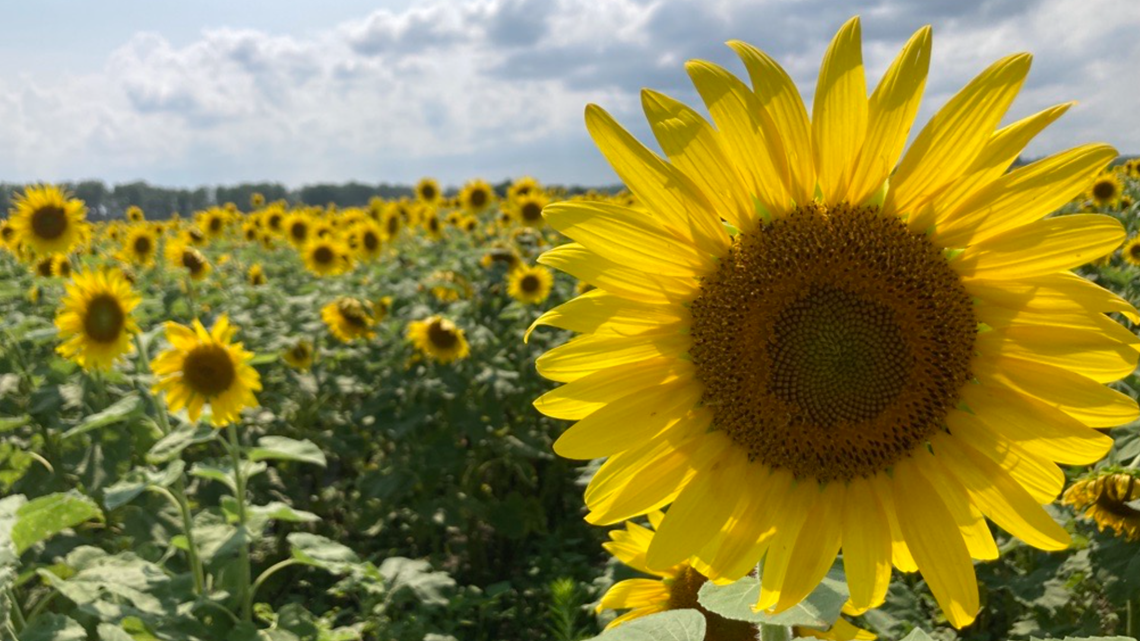 sunflower-field-back-in-spanish-lake-for-2021-ksdk