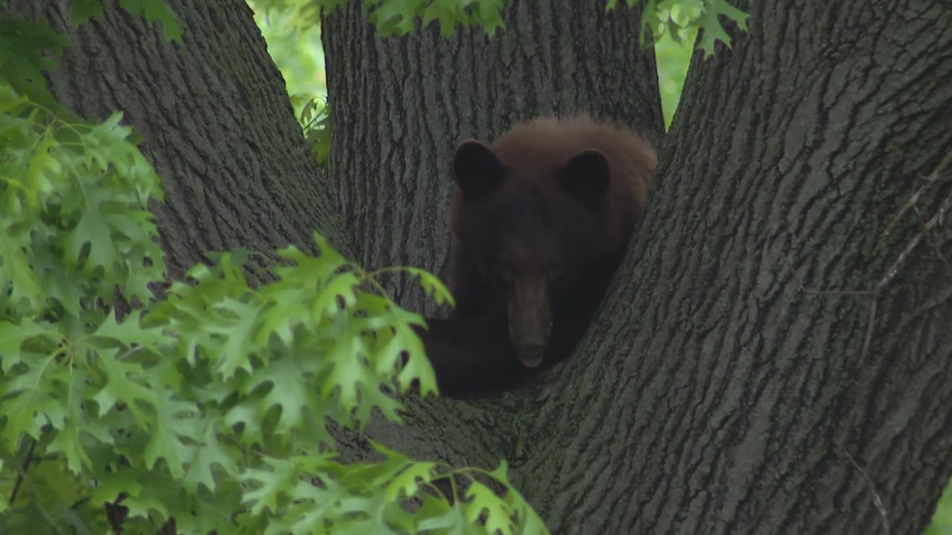 On Monday, the first bear hunting season begins in Missouri.