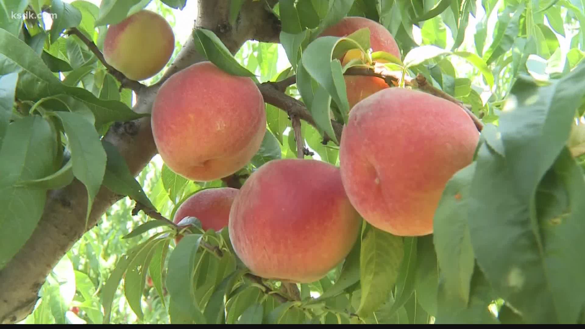 The peaches and producer are better than ever at Eckert’s this summer!