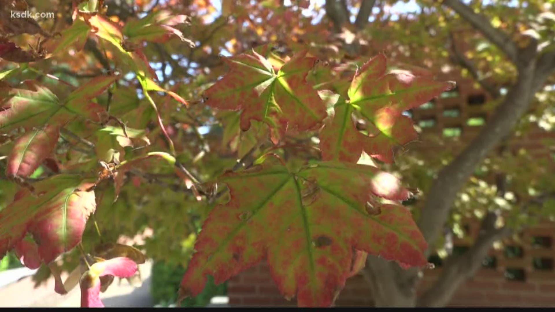 It’s still technically summer in the bi-state, but it won’t be long before the leaves in Missouri and Illinois start turning brilliant shades of red, orange, yellow and so many colors in-between.
