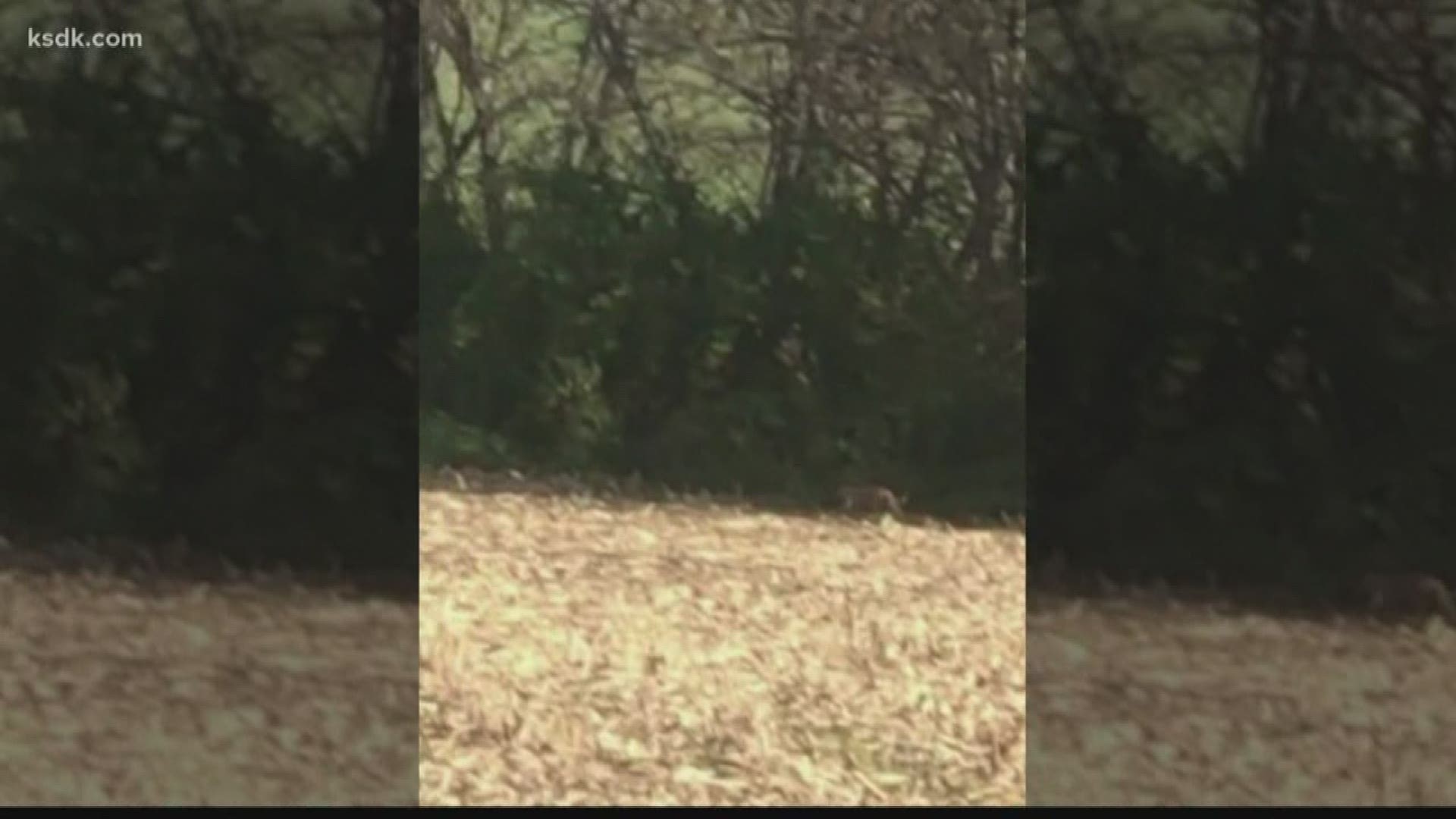 Several people may have seen a mountain lion last week in the small Illinois town of Hecker, and many of them are a little concerned.