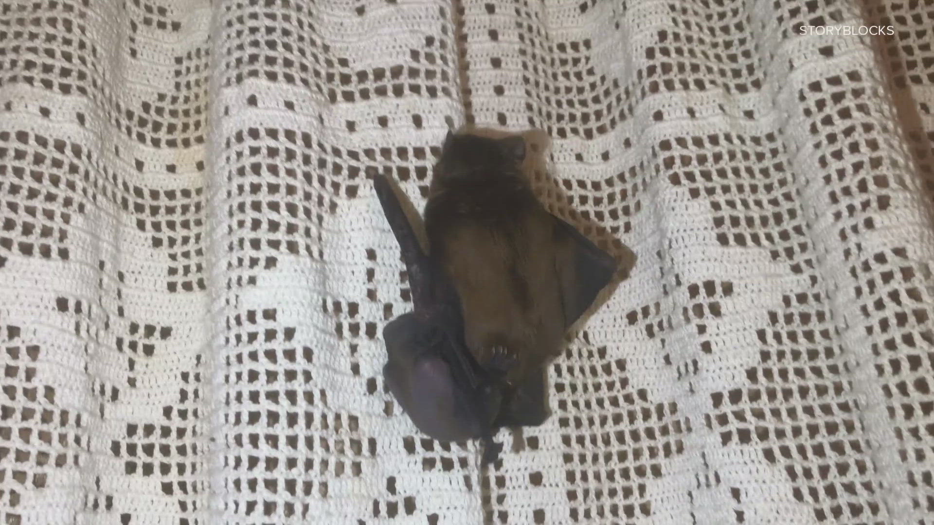 Bats outside are completely normal in the St. Louis area. Bats inside our homes, schools, and businesses are far less common.