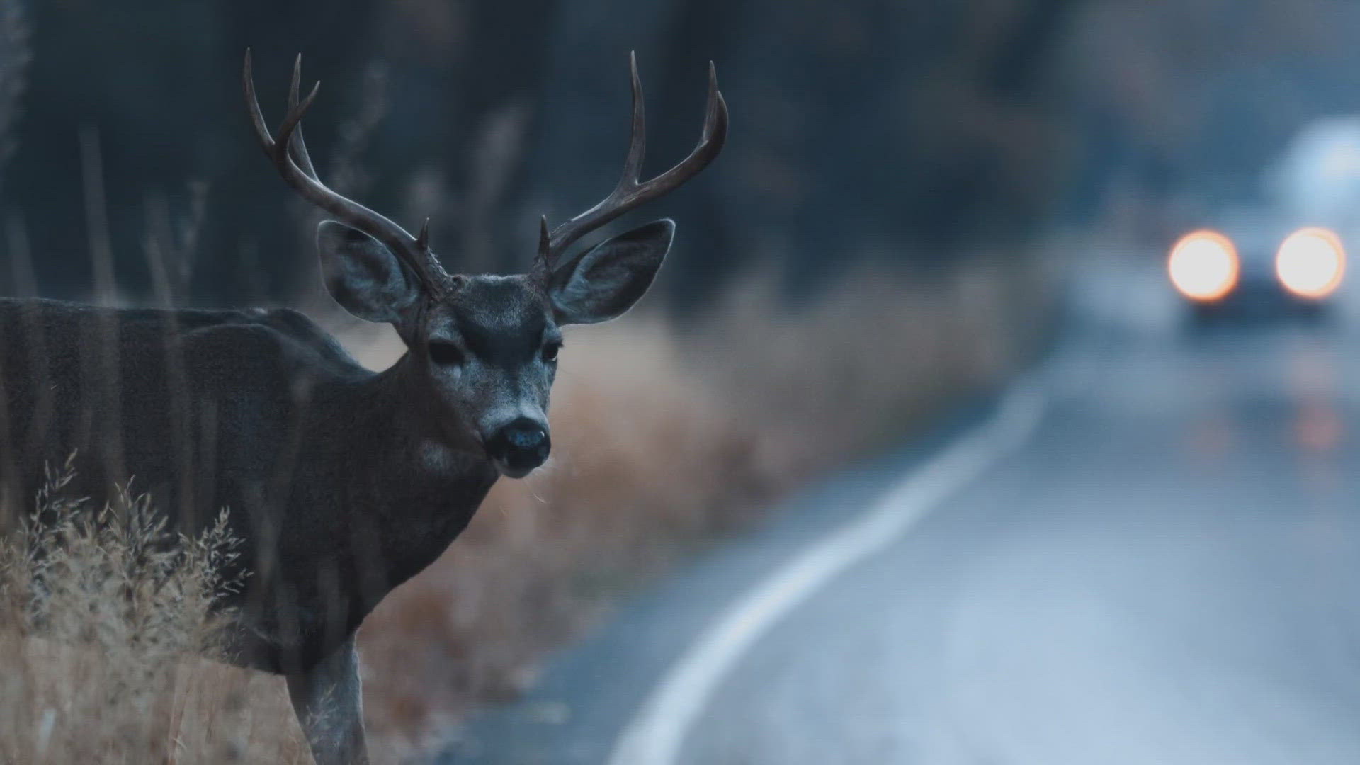 It's deer season, and you've probably seen more deer on the roads over the past few weeks. MoDOT offered some tips for avoiding deer collisions on the roadway.