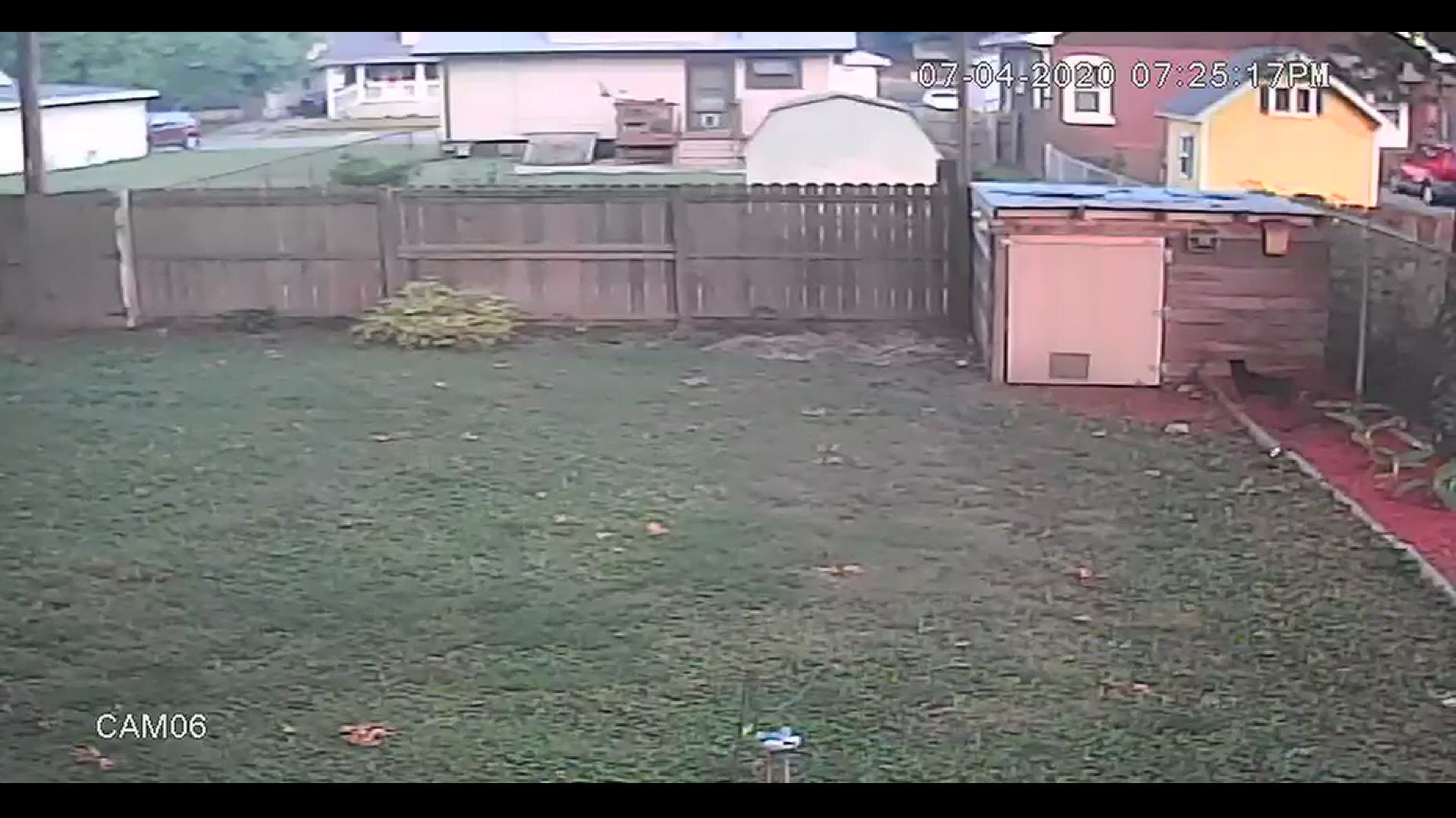 Surveillance video of tree hitting dog