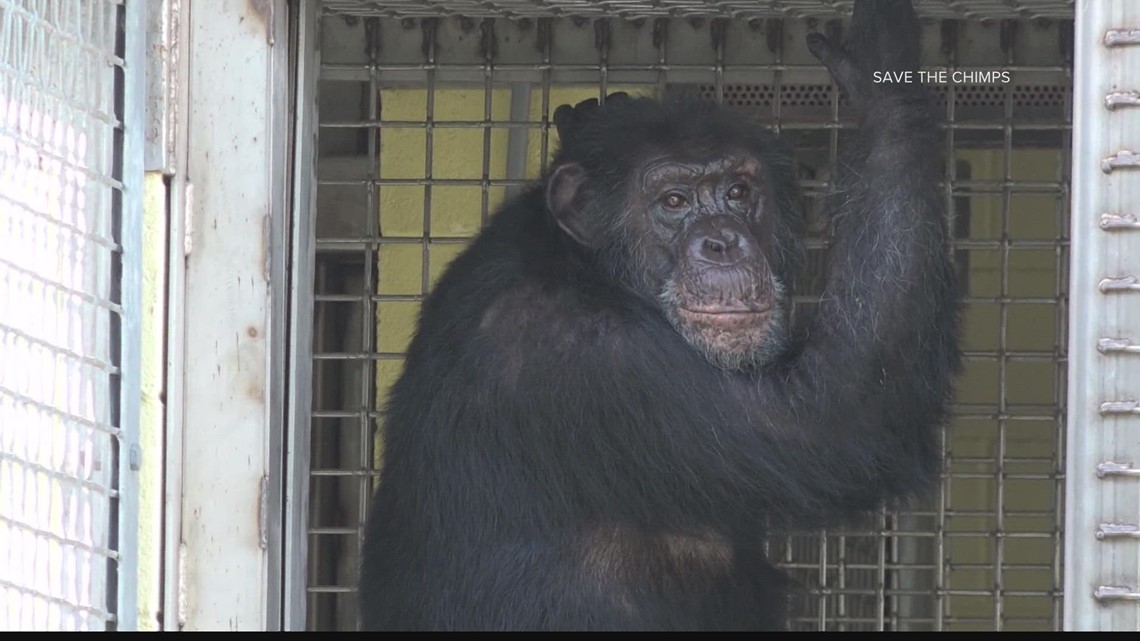 'Chimp Crazy' true story: How Tonia Haddix hid Tonka in Missouri | ksdk.com