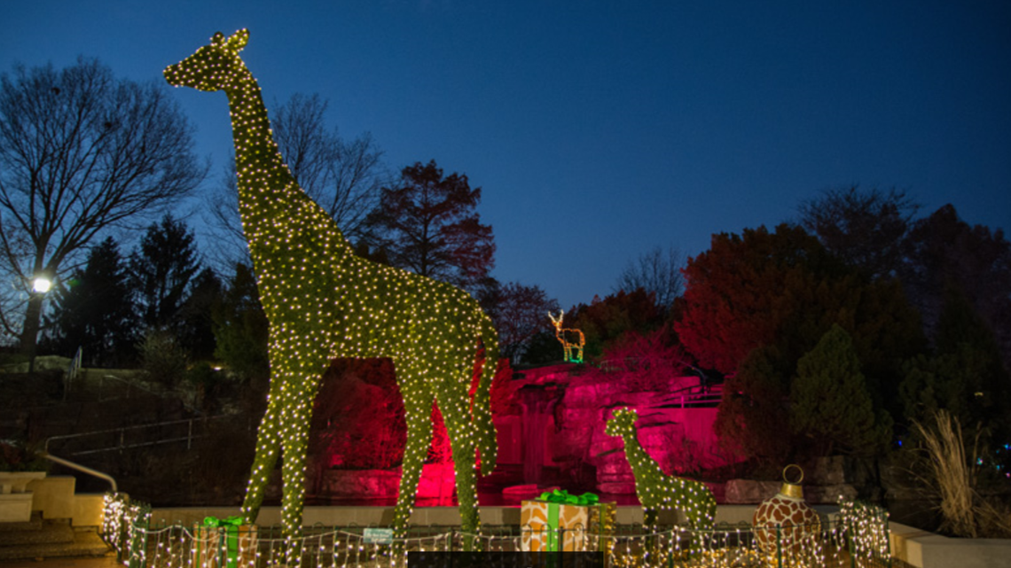 St Louis Zoo Lights 2025